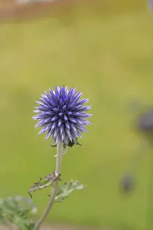 Ornamental Garden Plant Prints: Blue globe thistle (Echinops ritro)