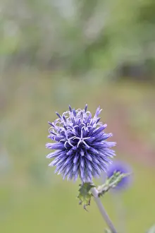 Blue Globe Thistle Prints: Blue globe thistle (Echinops ritro)