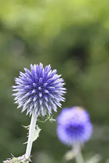 Blue Globe Thistle Prints: Blue globe thistle (Echinops ritro)