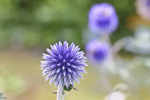 Ornamental Plant Garden Prints: Blue globe thistle (Echinops ritro)