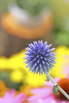 Ornamental Plant Garden Prints: Blue globe thistle (Echinops ritro)