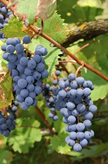 Blue Grapes Prints: Blue Grapes
