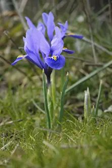 Springtime Blooms Prints: Blue iris, reticula