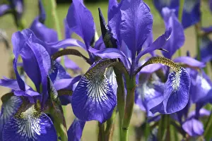 Ornamental Plants Prints: Blue irises