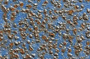 Deserted Daytime Scene Prints: Blue-painted metal surface with rust, background