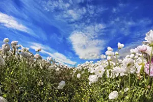Agricultural Landscapes Prints: In the blue sky floating light white clouds