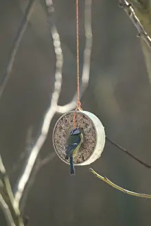 Winter Bird Feeding Prints: Blue tit