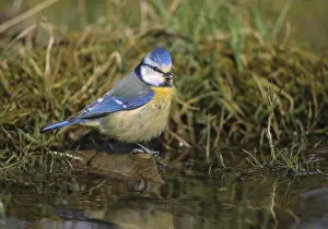 Prints of Blue tit, parus caeruleus, bath, bathe, bird bath, birds, tits, passeri, songbirds, tits, drinking water, birdbath, birds, watering place Bath Prints: Blue Tit at Bird Bath Print