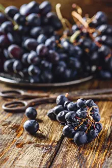 Blue Grapes Prints: Blue Vine Grapes and Rusty Scissors