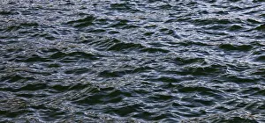 Blue Water Surface Prints: Blue water surface with small waves