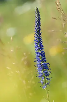 High Resolution Flower Images Prints: Blue willow, brownroot, pseudolysimachion spicatum