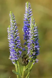 Flowering Plants Nature Prints: Blue willow, brownroot, pseudolysimachion spicatum