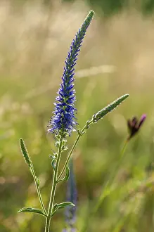 High Resolution Floral Images Prints: Blue willow, brownroot, pseudolysimachion spicatum