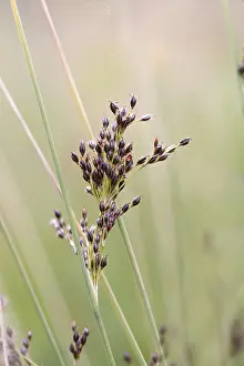 Deserted European Landscape Prints: Bluegreen rush (Juncus inflexus)