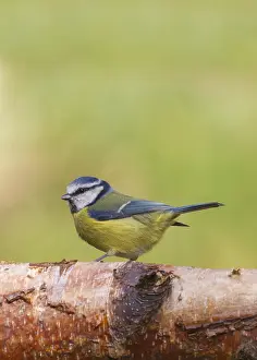 Tree Trunk Wildlife Scene Prints: Bluetit (Parus caeruleus) perched on a log
