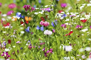 Natural Landscape Photography Prints: Blumenwiese