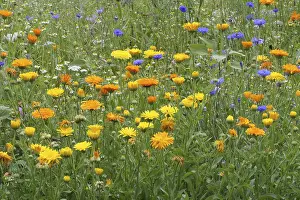 Summer Meadow Scene Prints: Blumenwiese