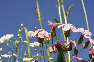 Blue Sky Landscape Photo Prints: Blumenwiese