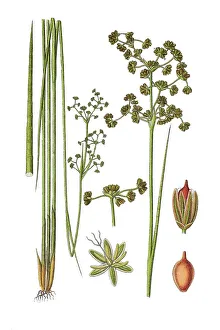 Medical Herb Images Prints: Blunt-flowered Rush (Juncus obtusiflorus)