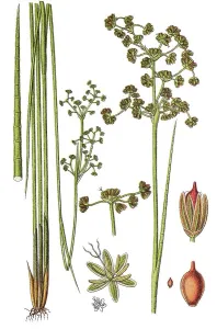 Blunt-flowered rush (Juncus subnodulosus)