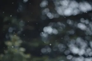 Full Frame Winter Image Prints: Blurred background with snowflakes