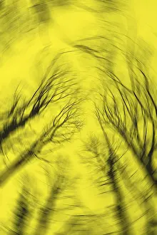 Abstract Nature Photography Prints: Blurred silhouettes of tree branches create an abstract