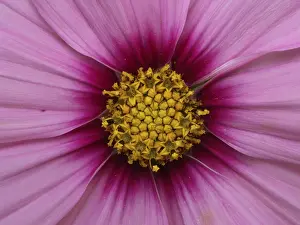 Flowering Plants Outdoors Prints: Blute einer Aster
Blte einer Aster