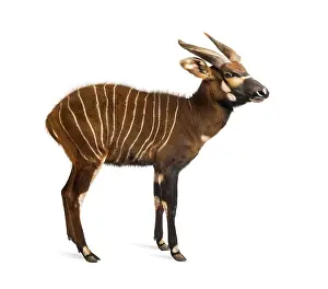 Antelope Photography Prints: Bongo, antelope, Tragelaphus eurycerus standing against white background