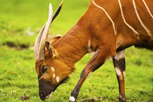 Wildlife Germany Prints: Bongo (Tragelaphus eurycerus) on a meadow in spring