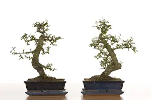 Bonsai Tree Prints: Bonsai tree
