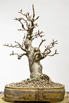 Lone Tree Photography Prints: Bonsai tree