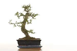 Bonsai Tree Prints: Bonsai tree