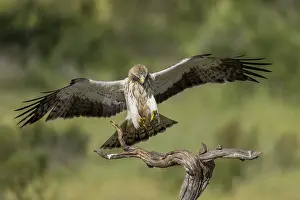 Eagle In Flight Photos Prints: Booted eagle (Aquila pennata), approaching