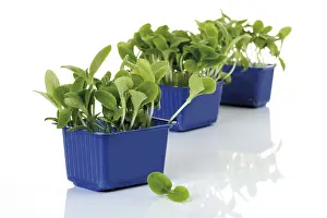Kitchen Spice Prints: Borage cress