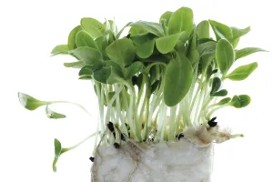 Indoor Herb Prints: Borage cress