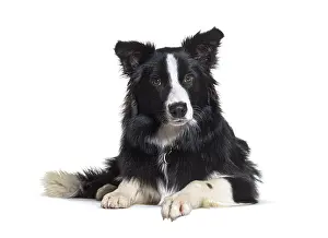 White Studio Background Animal Photography Prints: Border collie, Lying down, isolated on white