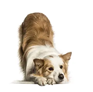 Carnivorous Mammal Prints: Border Collie lying against white background
