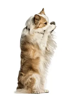 Purebred Border Collie Prints: Border Collie against white background