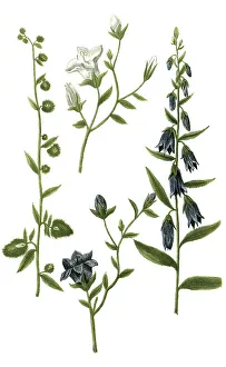 Black And White Botany Images Prints: Botany, Plant, various forms of