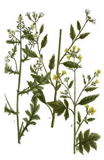 Black Background Illustration Prints: Botany, plants, a. sinapi agreste, b