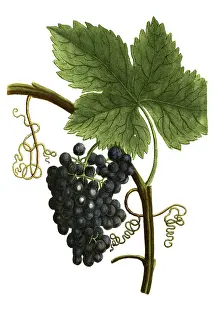 Deserted Plant Scene Prints: Botany, plants, red grape on the stem