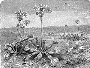 Venus Flytrap Illustration Prints: Botany, Venus flytrap, Dionaea muscipula