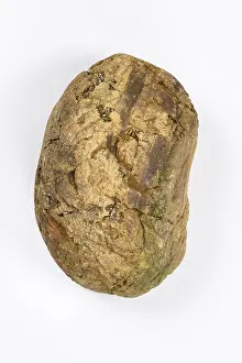 Erratic Boulder Prints: Boulder, stone, cropped, white background