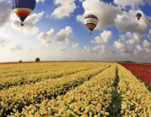 Farmland Landscape Prints: Boundless fields with blossoming pink