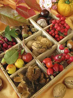 Autumn Decoration Prints: Box with walnuts and chestnuts