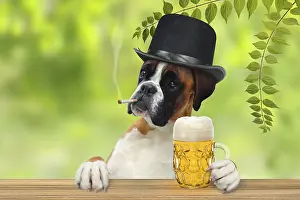 Purebred Dog Prints: Boxer 318