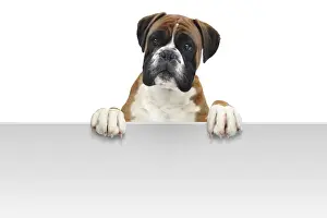 Purebred Dog Prints: Boxer 332