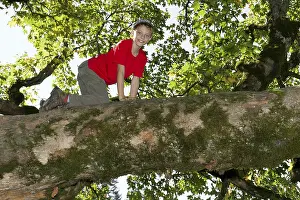 Child Looking At Camera Prints: Boy climbing a deciduous tree