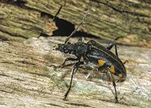 Natural Environment Insects Prints: Brachyta interrogationis, mounted beetle