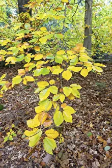 Autumn Beech Tree Prints: Branch of a beech tree in autumn
